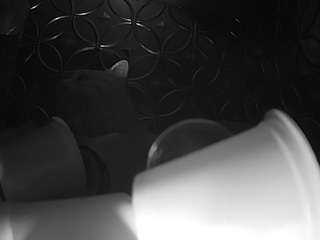 voyeurcam bridgetleewalters 02